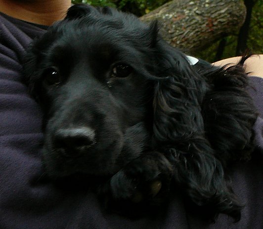 Elinka (kvapčův pesan).jpg